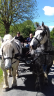 Caballo castrado Percheron En venta 2012 Blanco