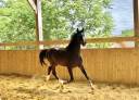 Caballo castrado Silla Francés Préstamo 2019 Bayo moreno por Canto