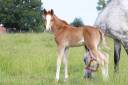 Potro PFS Poni Françés de Silla En venta 2025 Isabelo por King Kong star d'été