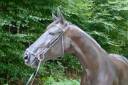 Yegua Lusitano En venta 2016 Negro