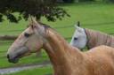 Yegua Lusitano En venta 2019 Isabelo por Campeador