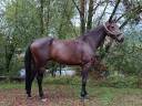 Caballo castrado sBs Caballo de Deporte Belga En venta 2021 Bayo por Grandorado TN