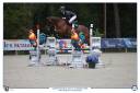 Caballo castrado Silla Francés En venta 2019 Bayo por Javollo