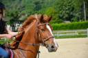 Caballo castrado Silla Francés En venta 2018 Alazán por AScot des ifs