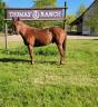 Caballo castrado Quarter Horse En venta 2021 Alazán por AR ROCK STAR (5711564)