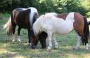 Potranca Shetland En venta 2024 Pío por HIP HIP HIP DES ISLES