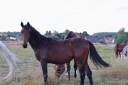 Potro BWP Caballo de Sangre Belga En venta 2024 Bayo por Forever d’Arco Ter Linden