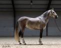 Caballo castrado PRE Pura Raza Española En venta 2018 Tordo