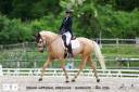 Caballo castrado AES Anglo European Studbook En venta 2021 Palomino