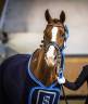 Caballo castrado Westfaliano En venta 2014 Alazán