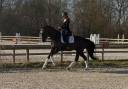 Caballo castrado sBs Caballo de Deporte Belga En venta 2015 Negro
