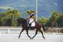 Yegua Lusitano En venta 2019 Bayo moreno