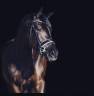 Yegua KWPN Caballo de Deporte Neerlandés En venta 2014 Otra capa por Eastwood s