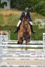 Caballo castrado AES Anglo European Studbook En venta 2017 Bayo por Ivory de Roulard