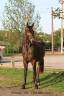 Caballo castrado Silla Francés En venta 2021 Bayo moreno