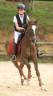 Caballo castrado PFS Poni Françés de Silla En venta 2016 Bayo por REQUIEM EN LOU MINEUR, PFS