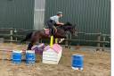 Caballo castrado Connemara En venta 2021 Tordo