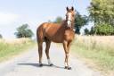 Caballo castrado Welsh Poni (Sección B) En venta 2020 Alazán