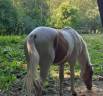 Potro Palomino En venta 2024 P&iacute;o