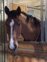 Caballo castrado Silla Francés En venta 2010 Bayo por DOLLAR DU MESNIL
