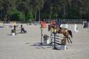 Caballo castrado Silla Francés En venta 2014 Bayo