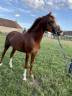 Caballo entero Otra Raza de Poni En venta 2021 Alazán por Sh favori