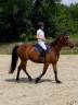 Caballo castrado Silla Francés En venta 2015 Bayo por GERMINO D'ELLE