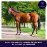 Caballo castrado Pura Sangre En venta 2020 Bayo