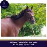 Caballo castrado Pura Sangre En venta 2020 Bayo