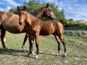 Potro Silla Francés En venta 2025 Bayo por Putch des Isles