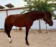 Caballo entero PRE Pura Raza Española En venta 2022 Bayo