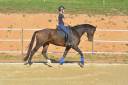 Caballo castrado KWPN Caballo de Deporte Neerlandés En venta 2018 Bayo por FLYNN