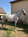 Caballo castrado Origine Constatée En venta 2022 Tordo por TEAM DU TEMPLE