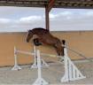 Yegua Silla Francés En venta 2022 Bayo por Firth of Lorne