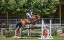 Caballo de salto 14 años 