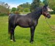 Caballo entero Arabe En venta 2022 Negro por SHAWAN DU KLINTZ