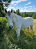 Caballo castrado Barbe En venta 2010 Blanco por HIZAHAU
