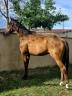 Caballo castrado Trotón Francés En venta 2020 Bayo