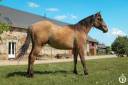 Caballo castrado Quarter Horse En venta 2023 Dun por PWS SAWNY STAR