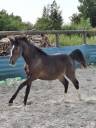 Caballo castrado PFS Poni Françés de Silla En venta 2024 Bayo moreno por Izar de la Fosse