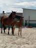 Potro PFS Poni Françés de Silla En venta 2025 Bayo por Kracker Le Courtal