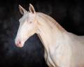 Potro Lusitano En venta 2024 Crema por Violino do retiro