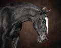 Potro Lusitano En venta 2024 Negro por Ouro JCL