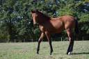 Potranca Lusitano En venta 2025 Bayo por Pablo du chalet