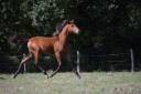 Potranca Lusitano En venta 2025 Bayo por Pablo du chalet