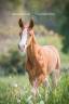 Potro Lusitano En venta 2023 Alazán por Ouro JCL