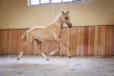 Potro Lusitano En venta 2023 Palomino por Ouro JCL