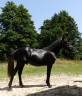Caballo castrado Pottok En venta 2024 Negro