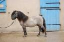 Semental Shetland En venta 2019 Ratón por Artaban des Cles
