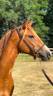 Yegua PFS Poni Françés de Silla En venta 2022 Alazán por Follow me fast